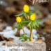 Yellow spring flowers emerging through melting snow with text that reads “Hello March! New Christian Fiction Releases for March from Scrivenings Press.”