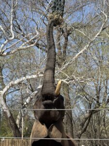 Elephant stretching its trunk upward to reach food hanging above in a zoo enclosure.